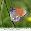 coenonympha glycerion uchkulan male 1